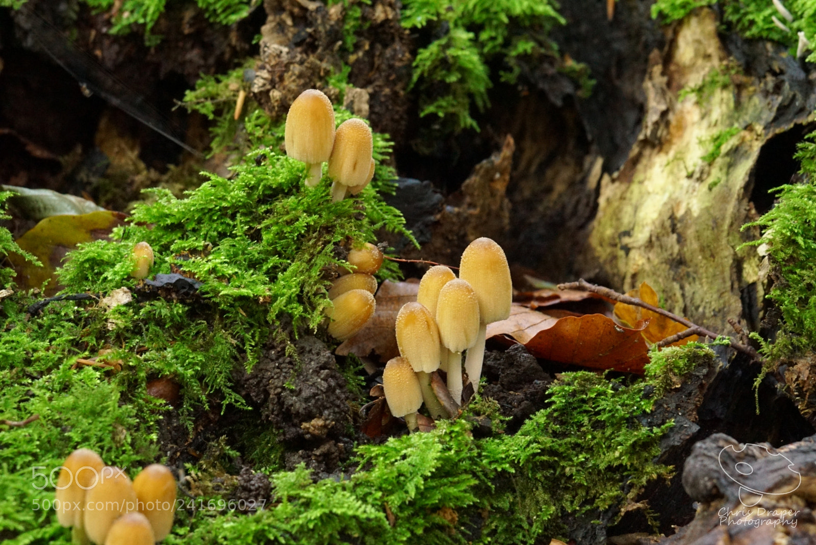 Sony ILCA-77M2 sample photo. Mushroom corner photography