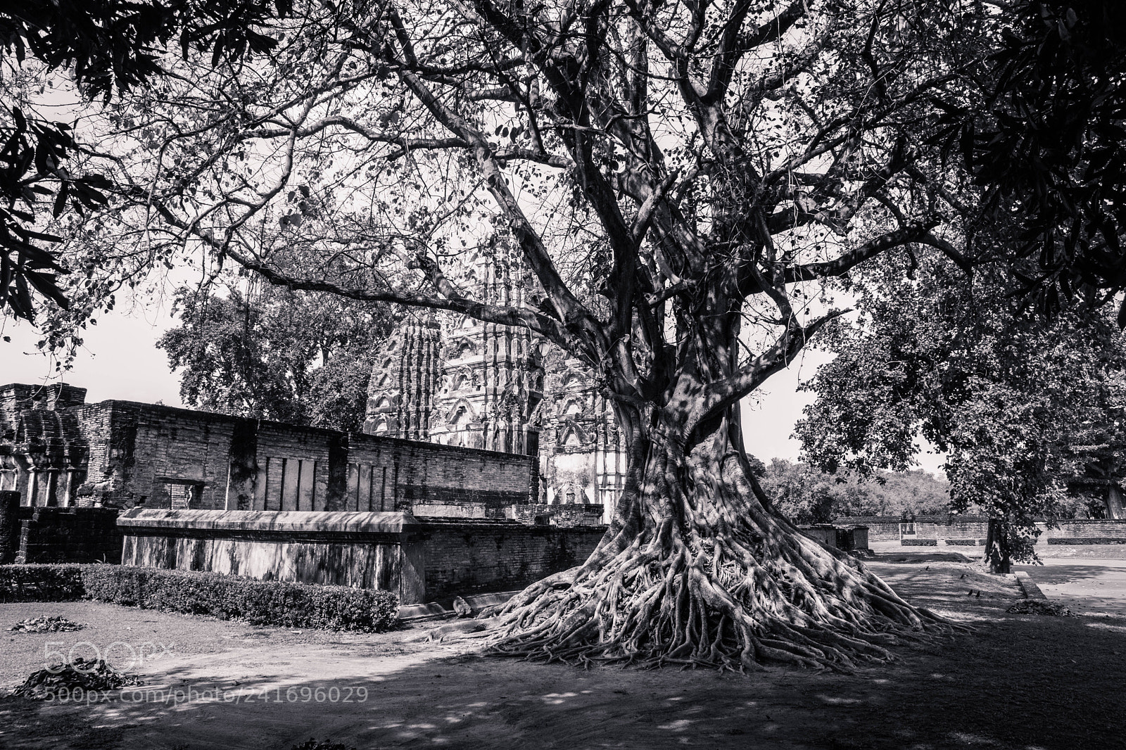 Sony SLT-A77 sample photo. Arbre photography