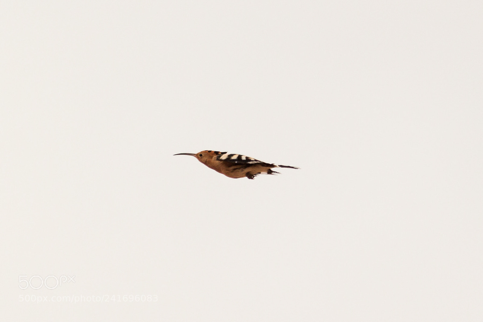 Canon EOS 500D (EOS Rebel T1i / EOS Kiss X3) sample photo. Hoopoe in flight photography