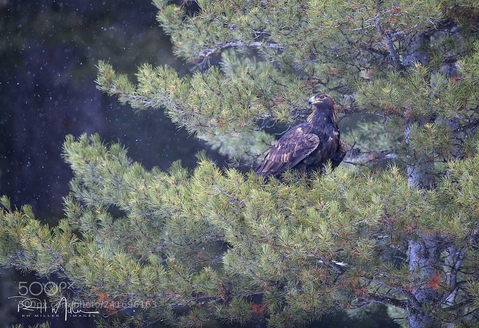 Canon EOS-1D X Mark II sample photo. Golden eagle photography