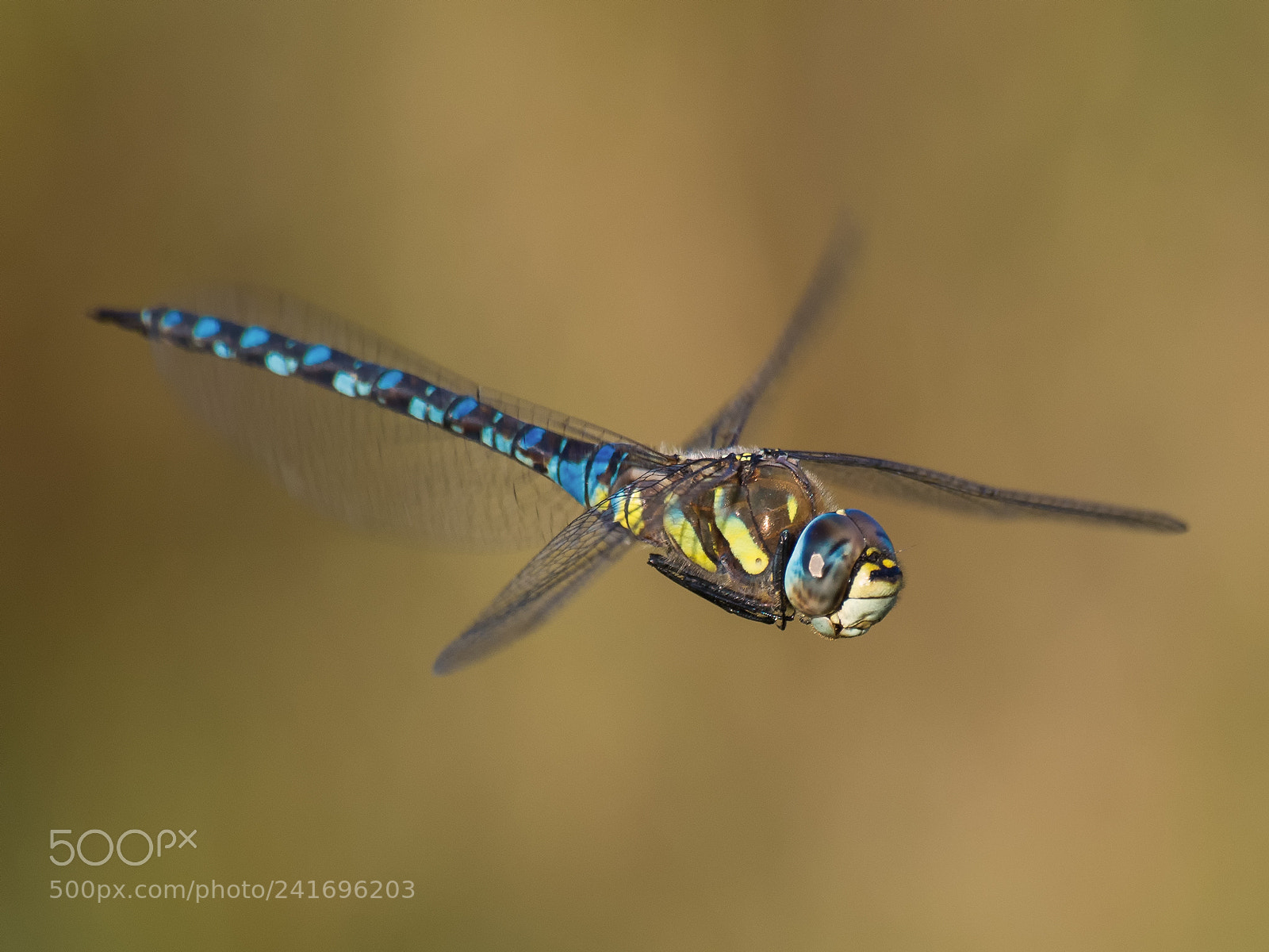 Pentax K-5 sample photo. Male southern migrant hawker photography