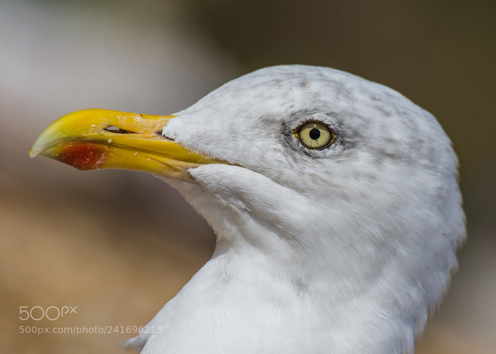 Pentax K-5 sample photo. Hearing gull - seagull photography