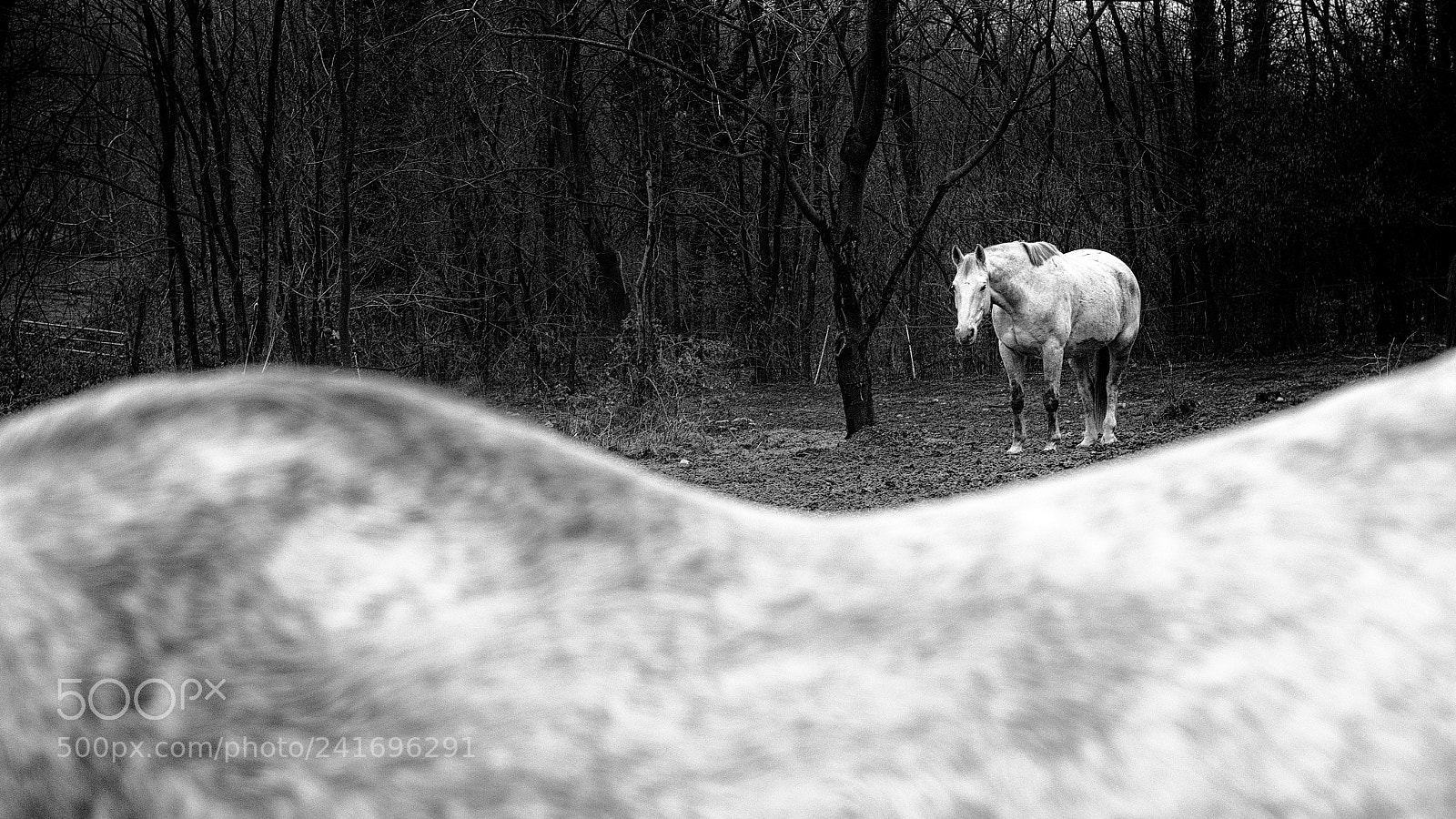 Nikon D5 sample photo. Grey horses photography