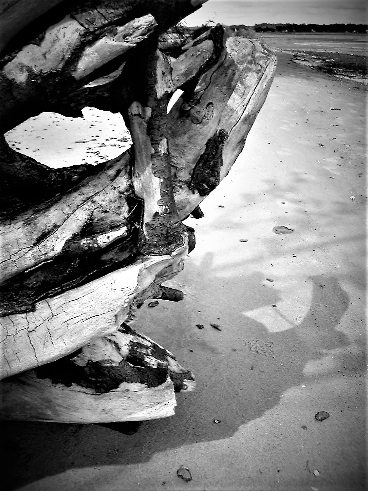 KONICA MINOLTA DiMAGE X sample photo. Verzweigt photography