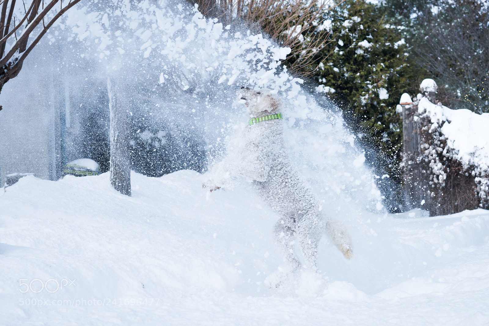 Nikon D800 sample photo. Snow is yummy! photography