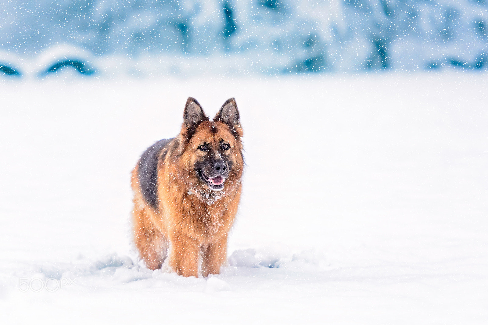 Nikon D7100 sample photo. White winter photography