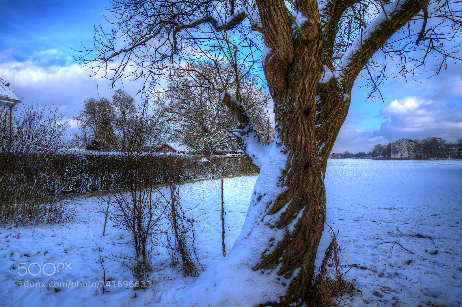 Sony ILCA-77M2 sample photo. Tree photography