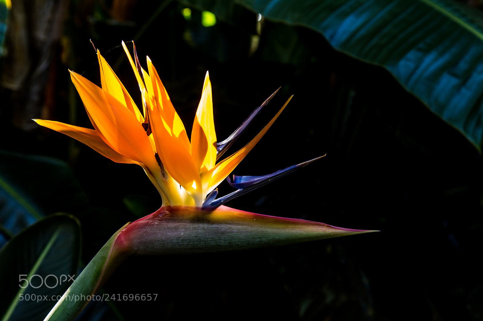 Canon EOS 60D sample photo. Bird of paradise photography