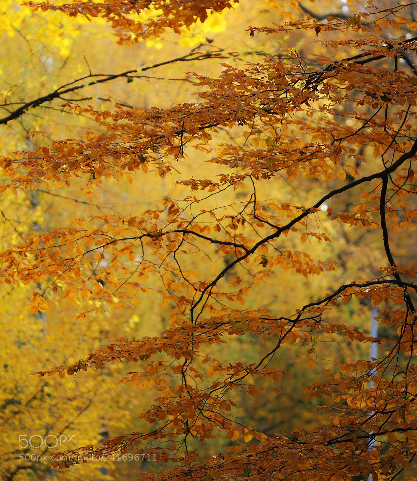 Canon EOS 60D sample photo. Autumn spirit photography