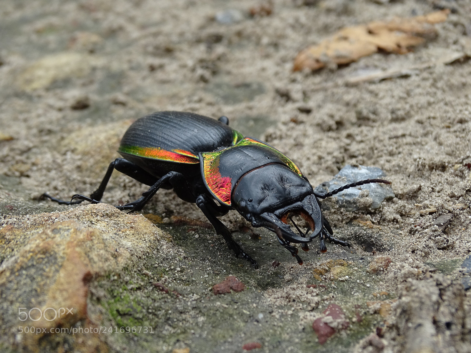 Sony Cyber-shot DSC-HX400V sample photo. Beautiful beatle photography