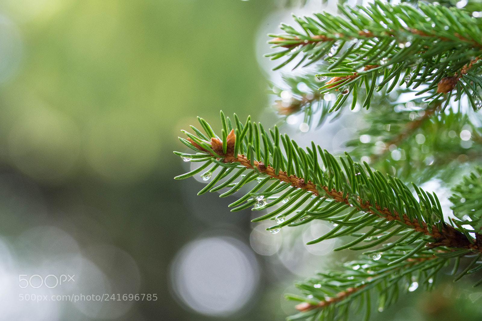 Nikon D7200 sample photo. Rain drops photography
