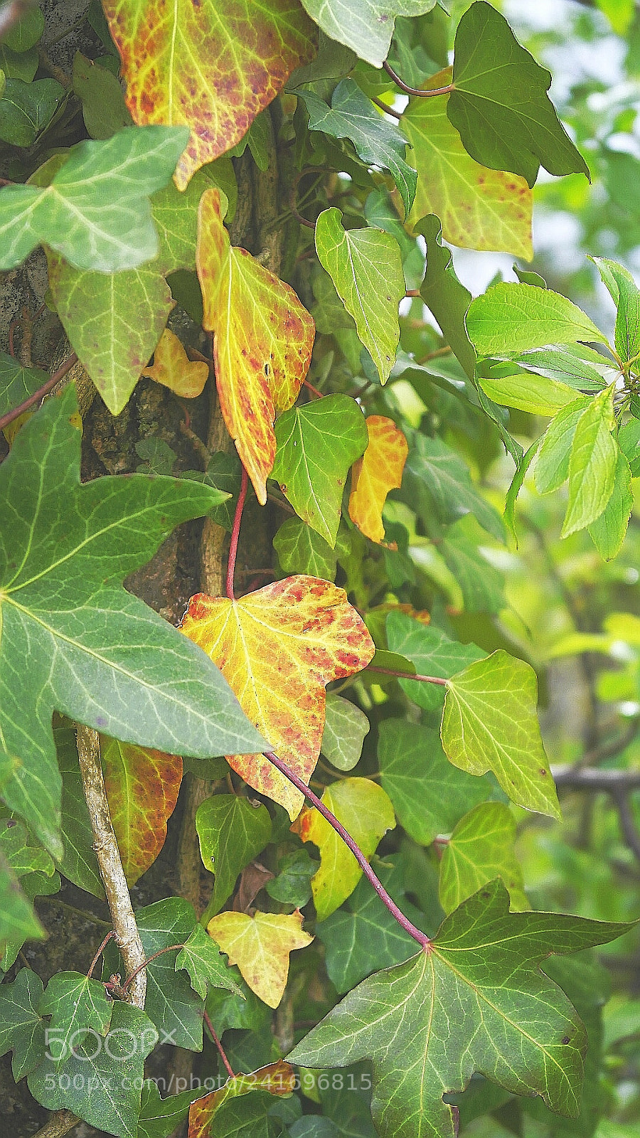 Samsung NX1000 sample photo. Untitled photography