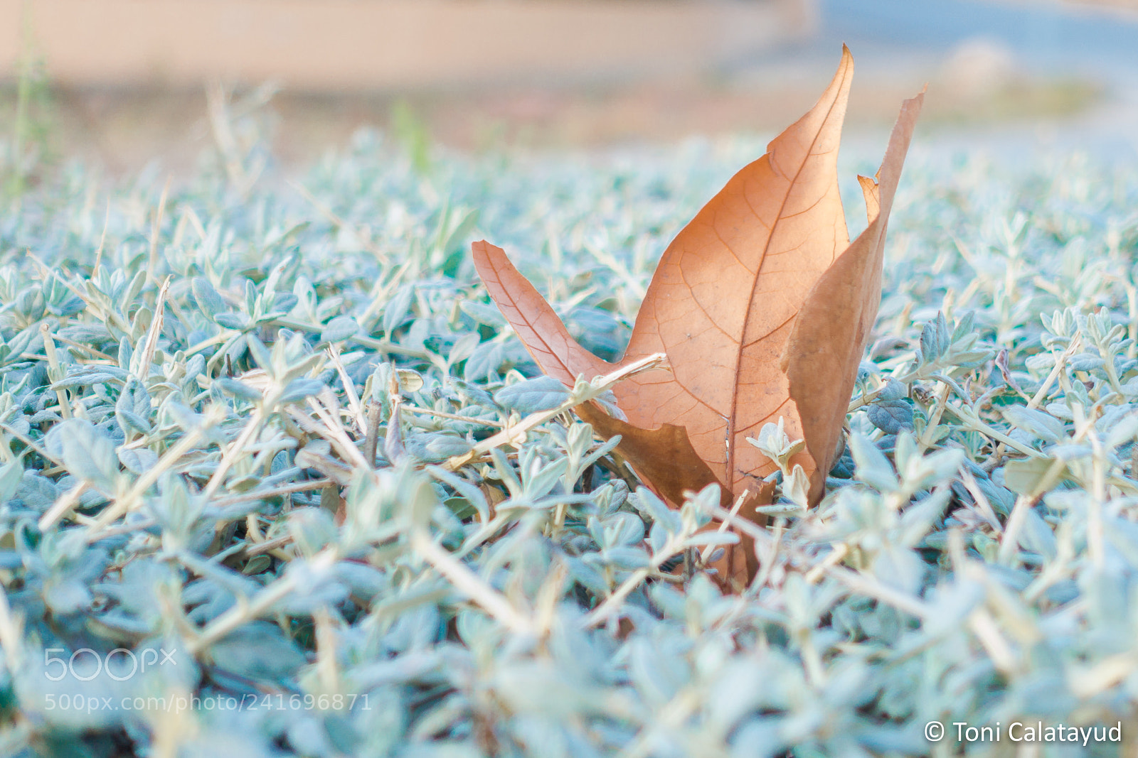 Sony Cyber-shot DSC-RX100 III sample photo. Trapped autumn photography