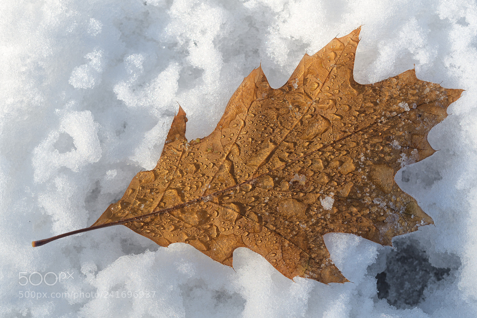 Nikon D500 sample photo. Read oak leaf photography