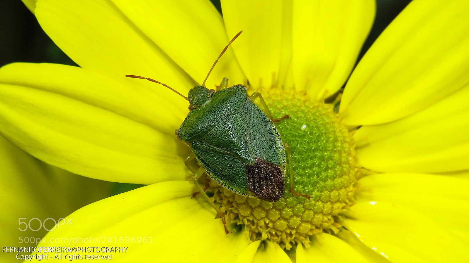 Canon PowerShot SX60 HS sample photo. Percevejo verde (palomena prasina) photography