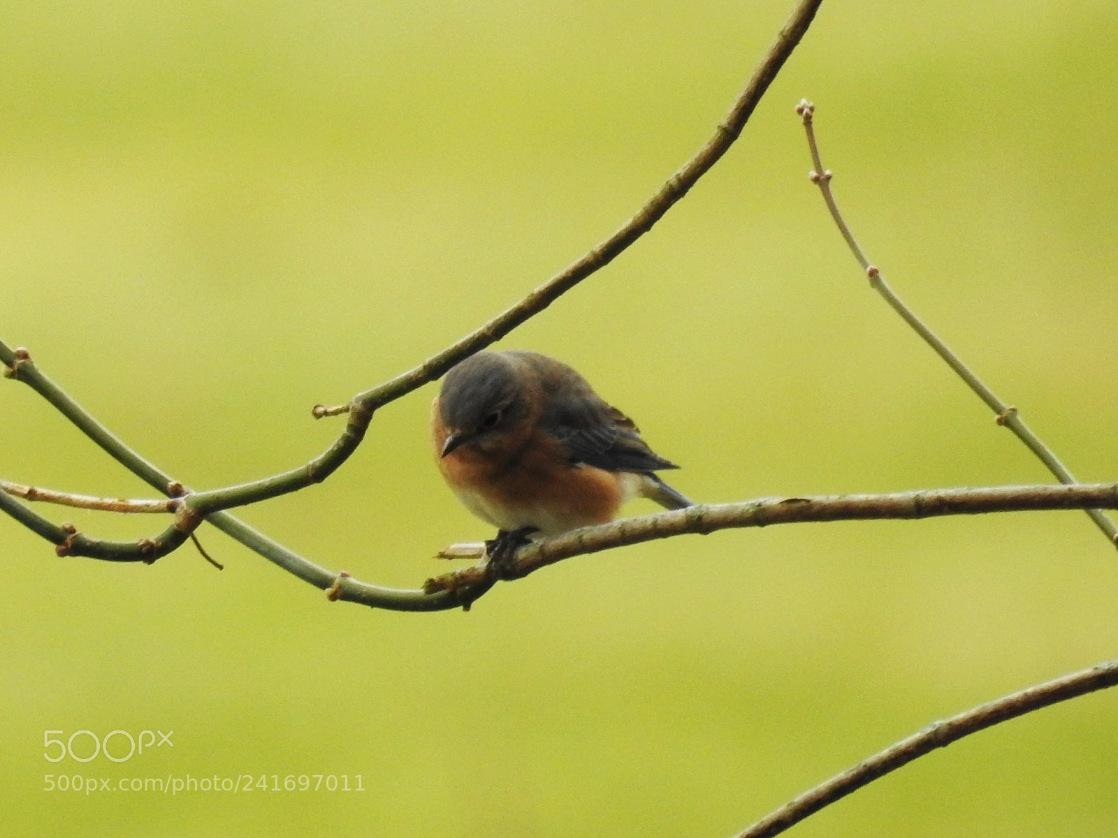 Nikon Coolpix P900 sample photo. Eastern bluebird photography