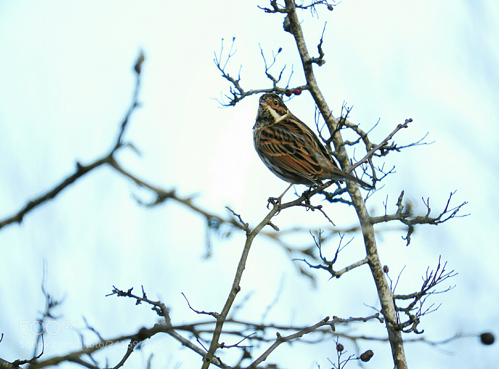 Nikon Coolpix B700 sample photo. A wonderful little reed photography