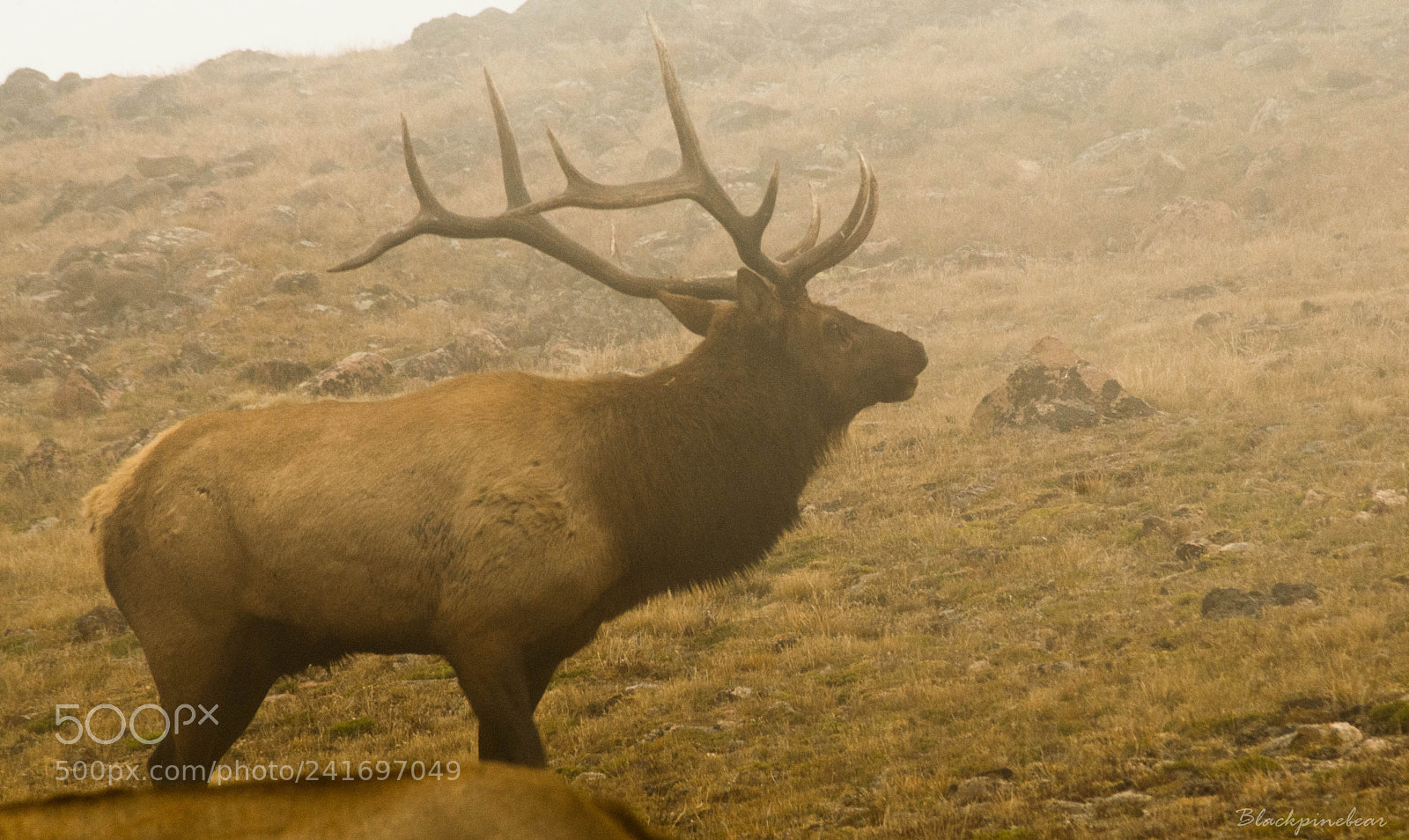 Nikon D200 sample photo. Elk in the mist. photography