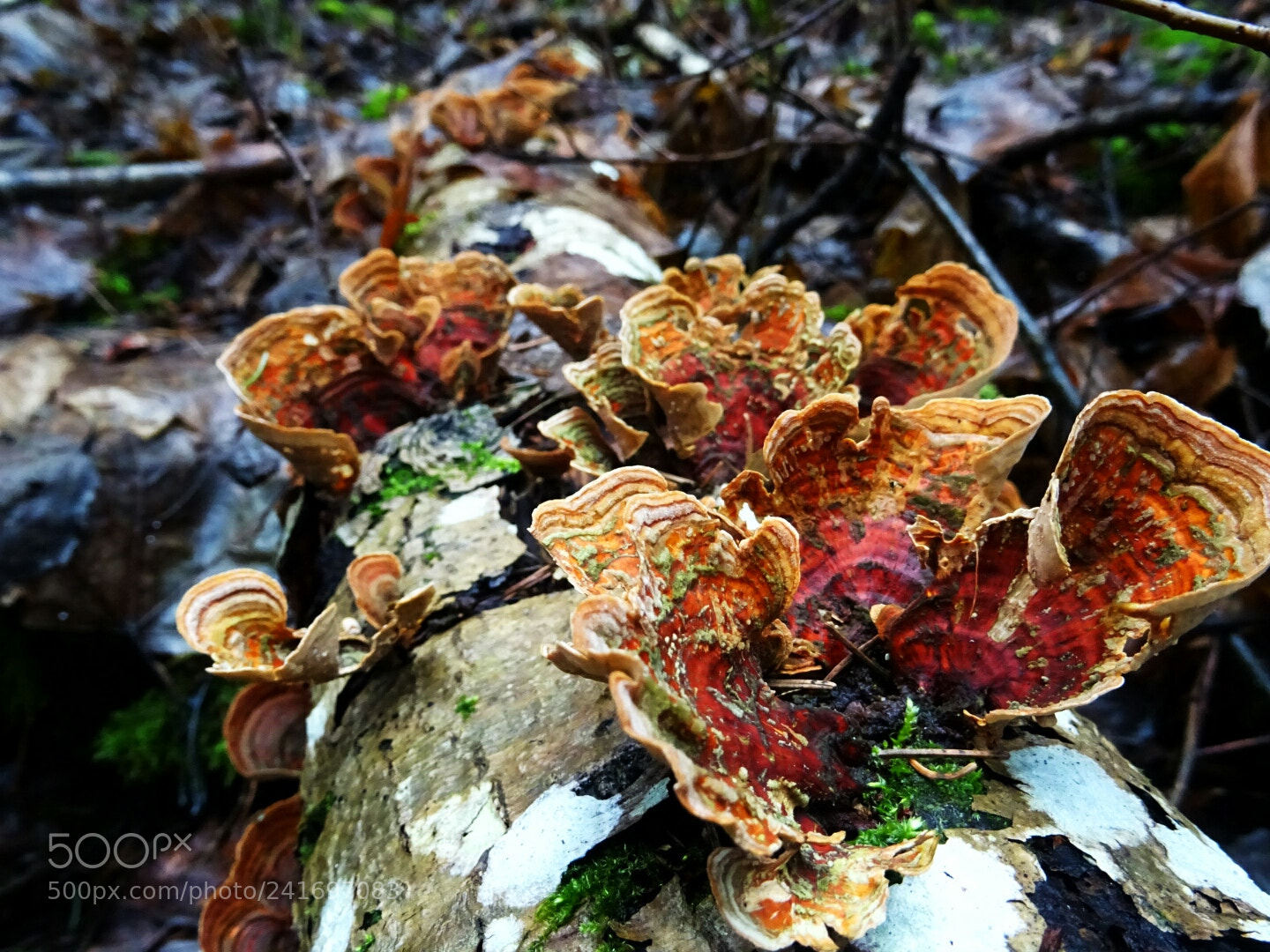 Sony DSC-HX60 sample photo. Mushroom flowers photography