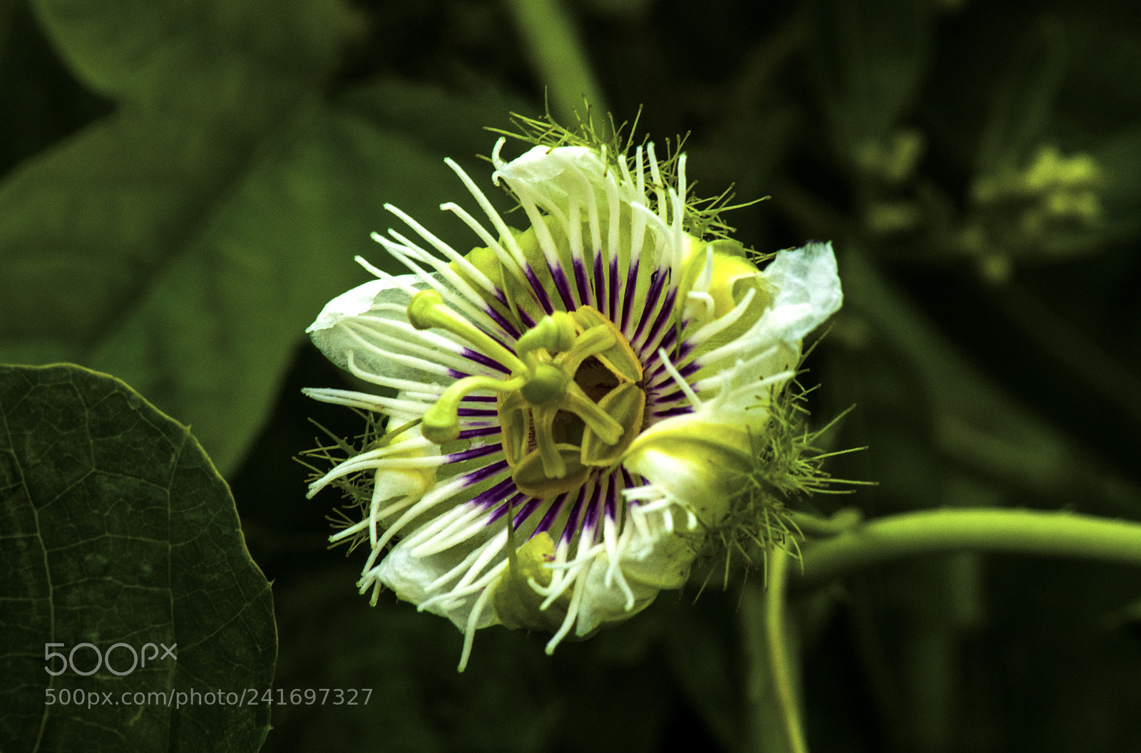Nikon D90 sample photo. Passiflora foetida photography