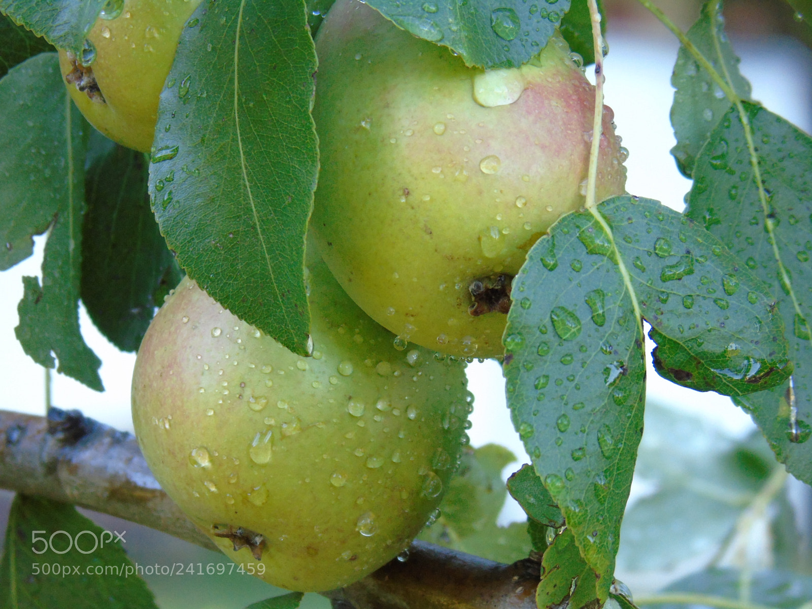 Sony Cyber-shot DSC-H400 sample photo. Some fruits photography