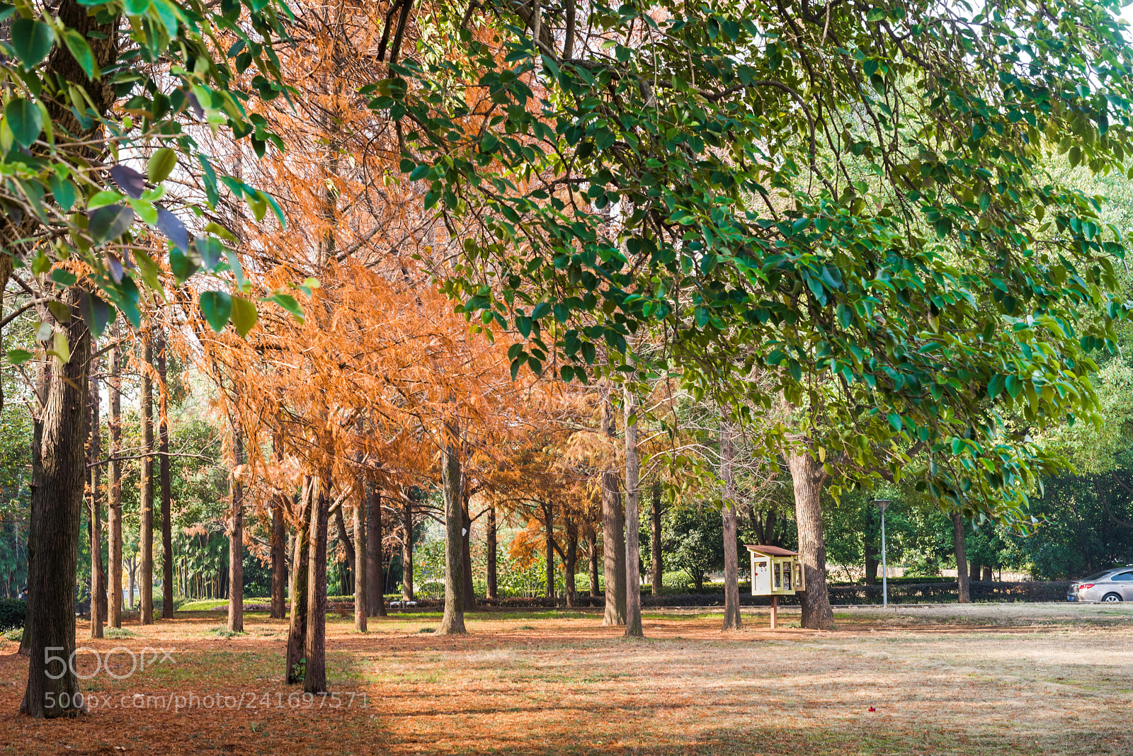 Nikon D810 sample photo. Little colorful forest in photography