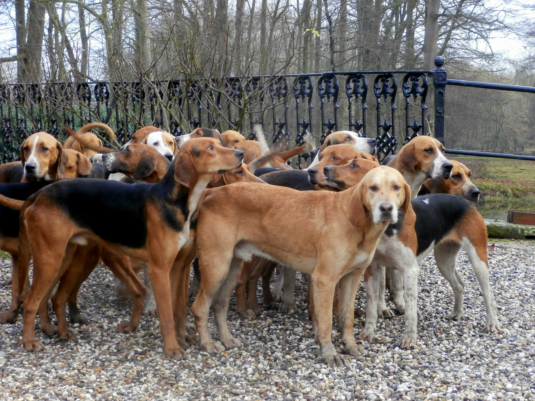 Olympus VR340,D750 sample photo. Hunting dogs. photography
