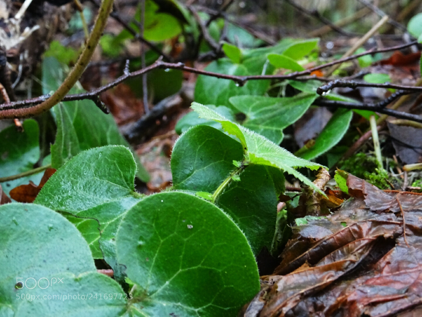 Sony DSC-HX60 sample photo. Last green leaves photography