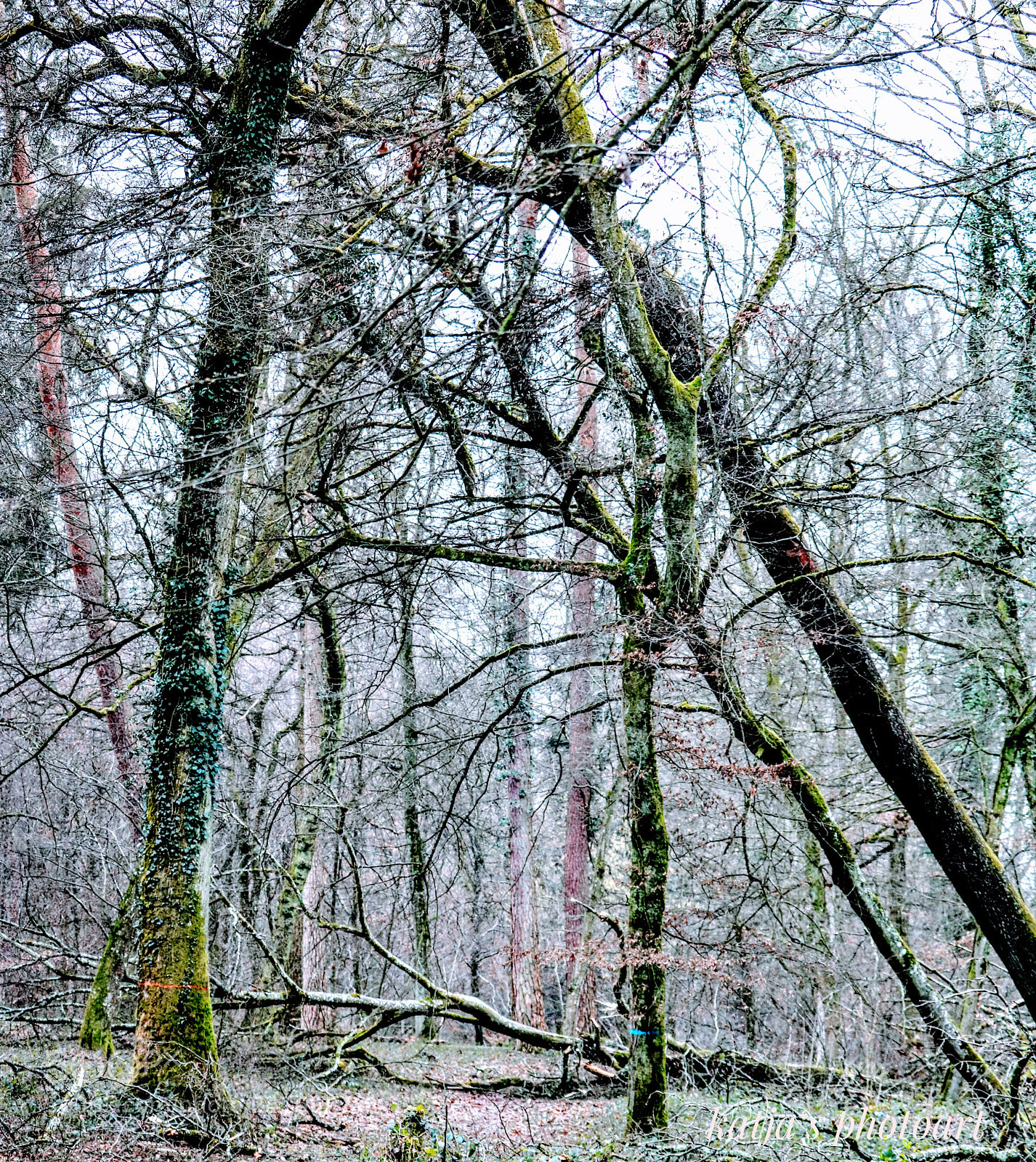 Canon EOS 750D (EOS Rebel T6i / EOS Kiss X8i) sample photo. Forest photography