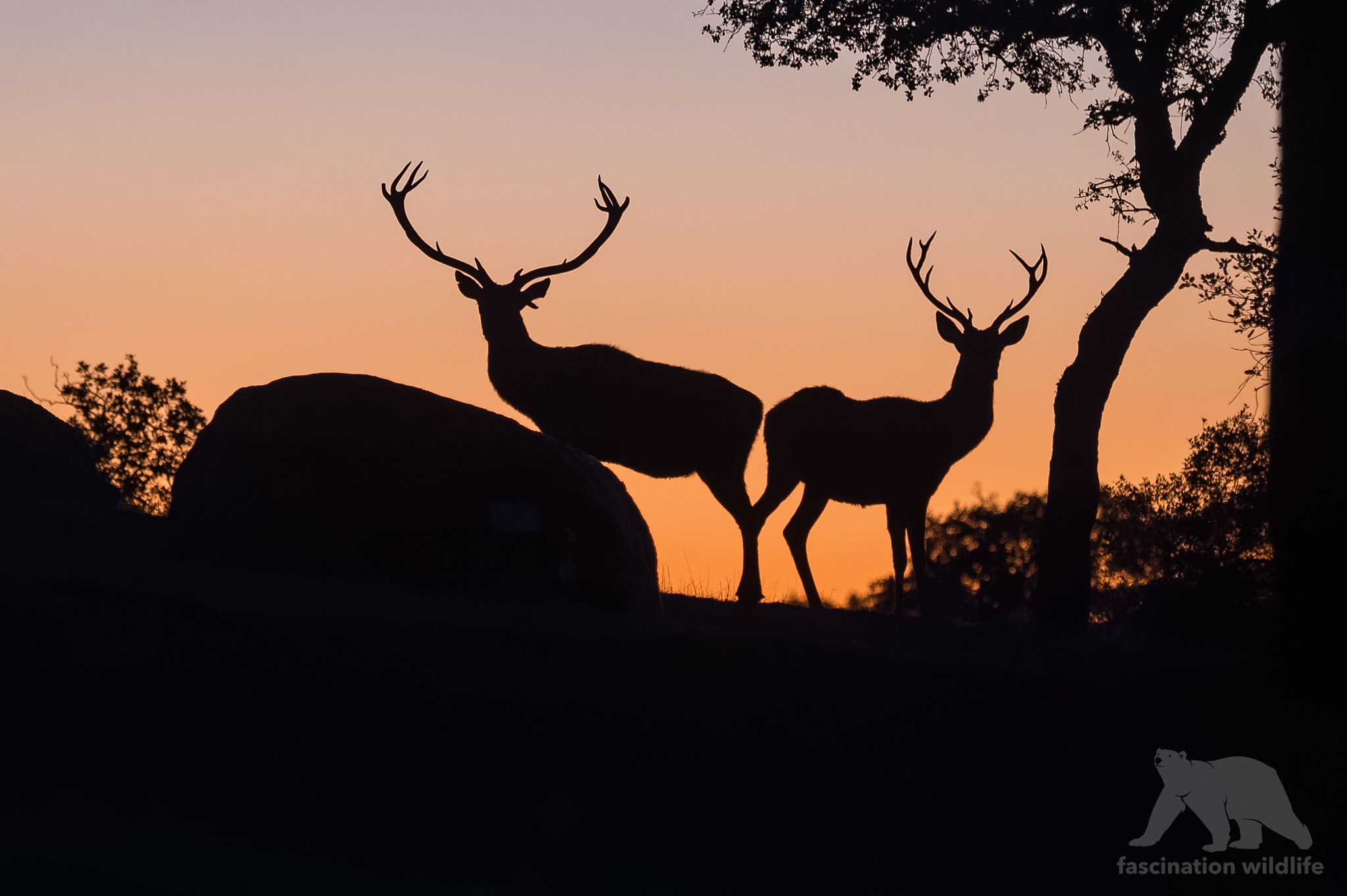 Nikon D4S sample photo. Red deer stags photography