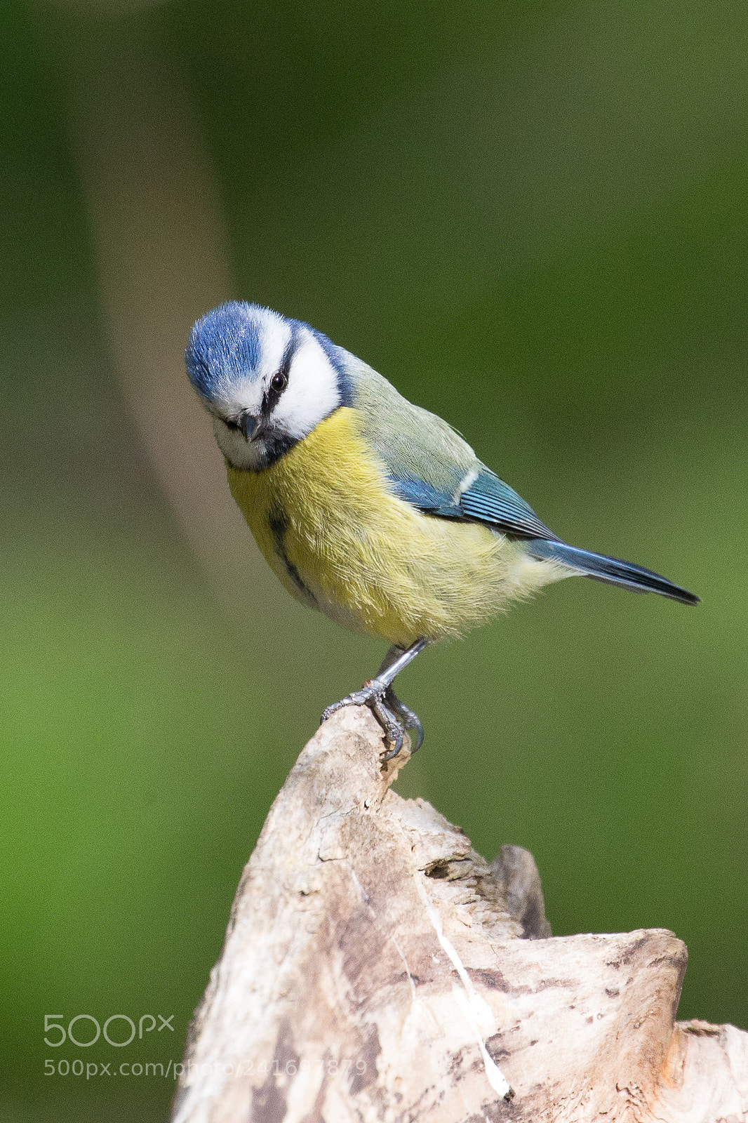 Canon EOS-1D X sample photo. Blue tit photography