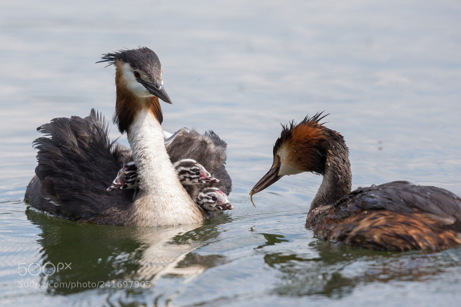 Canon EOS-1D X sample photo. Great crested grebe photography