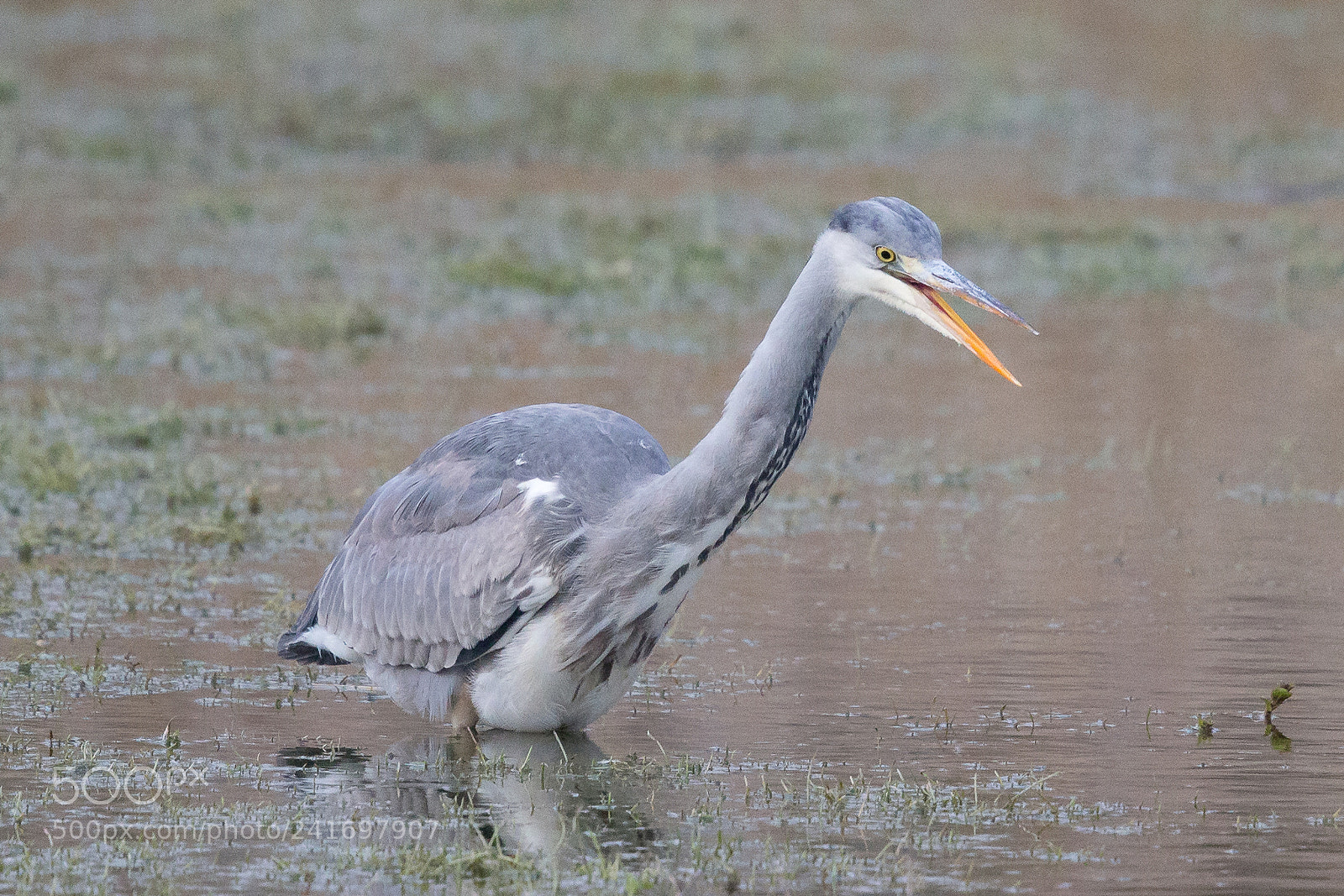 Canon EOS-1D X sample photo. Grey heron photography