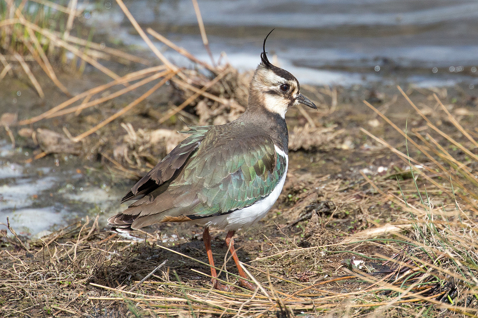 Canon EOS-1D X sample photo. Lapwing photography