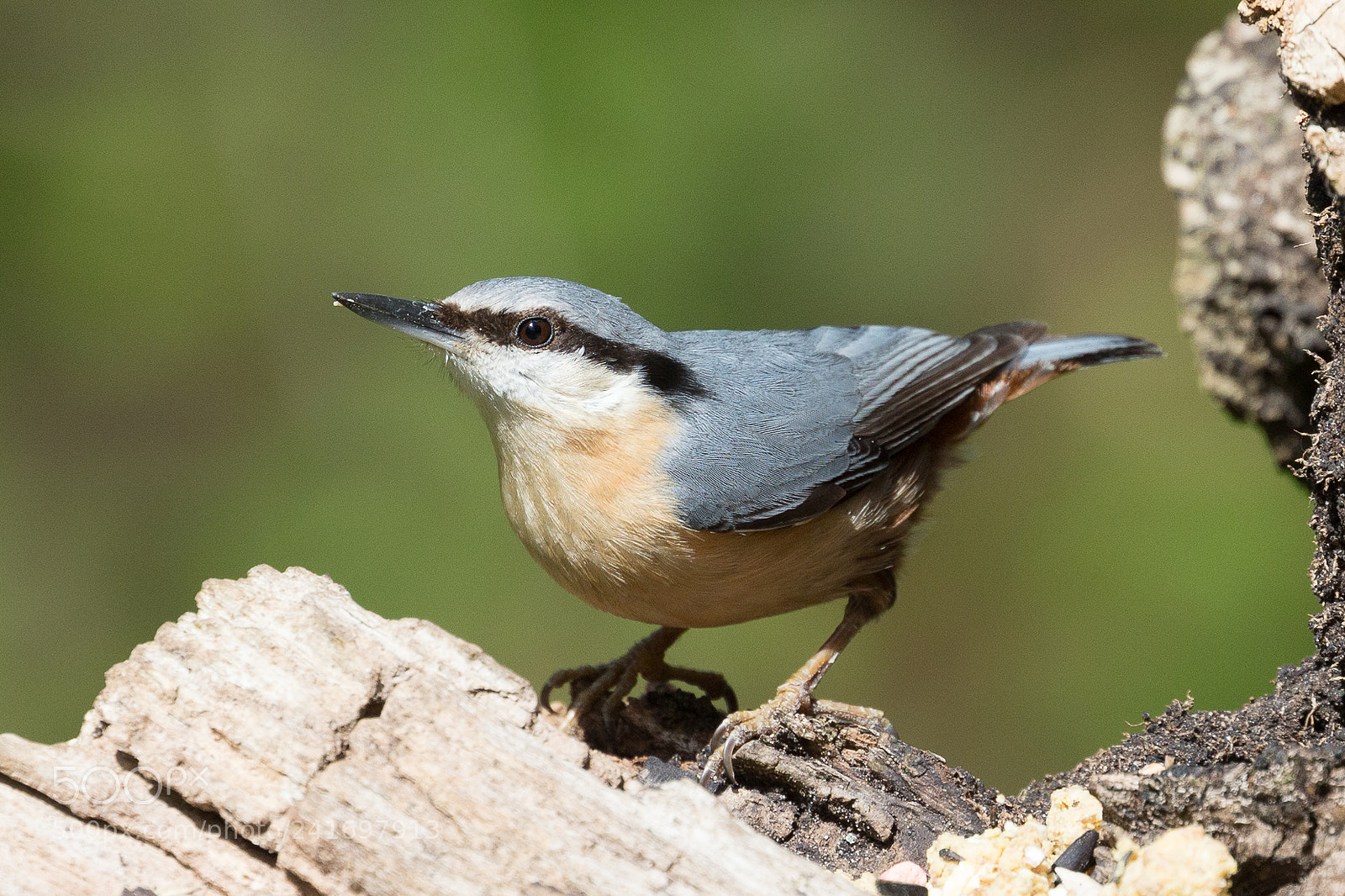 Canon EOS-1D X sample photo. Nuthatch photography