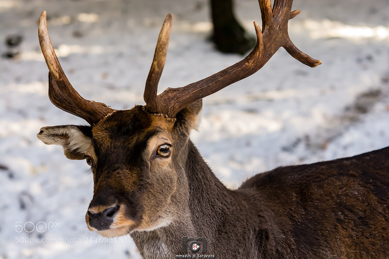 Nikon D7100 sample photo. Fallow deer photography
