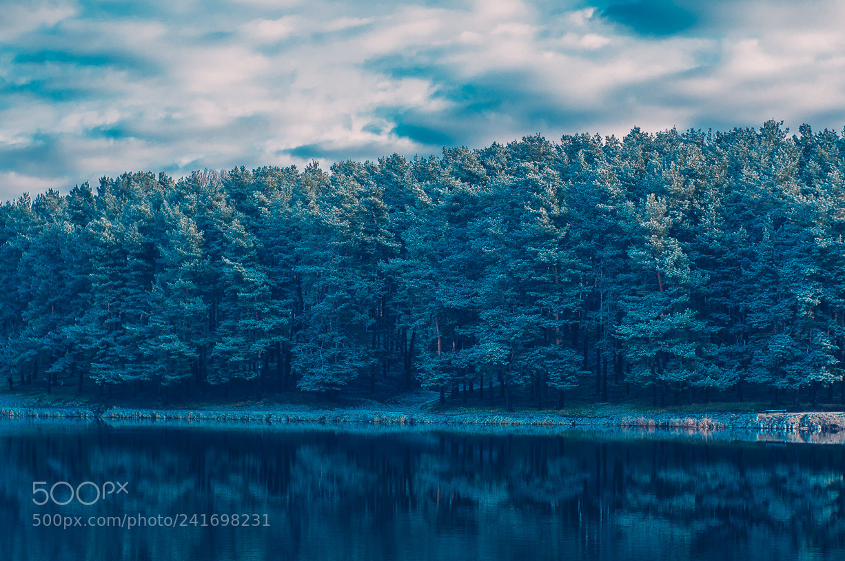 Nikon D300S sample photo. Forest at river... photography