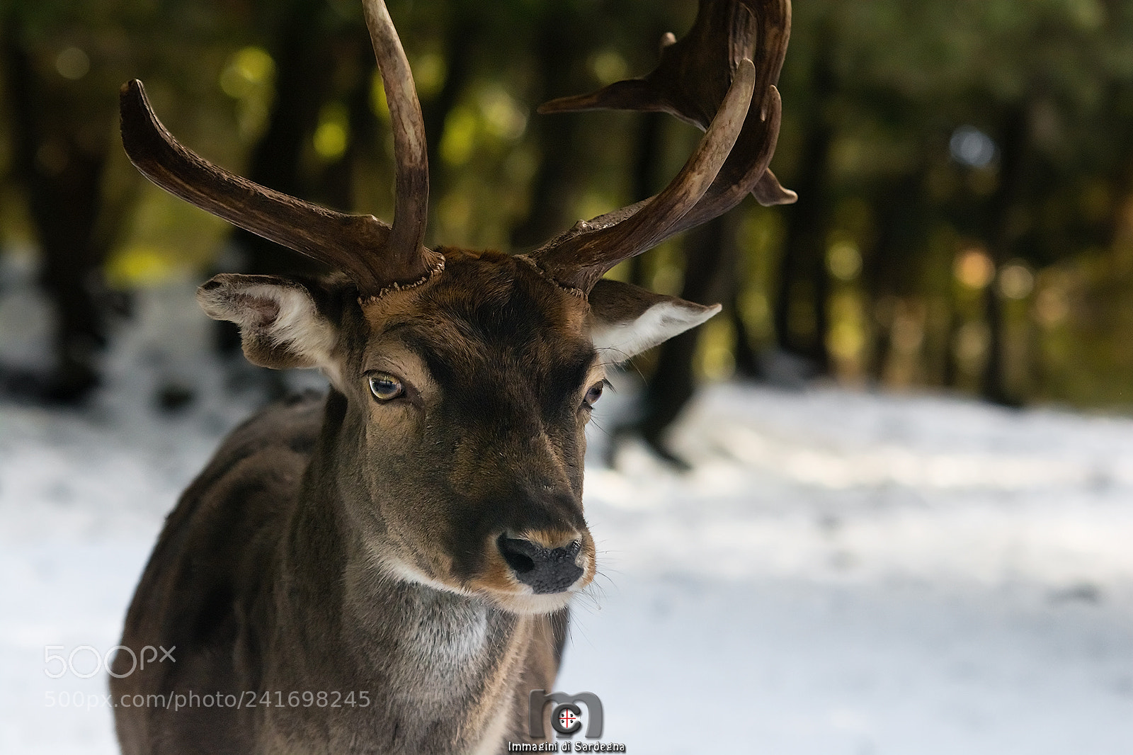 Nikon D7100 sample photo. Fallow deer 2 photography