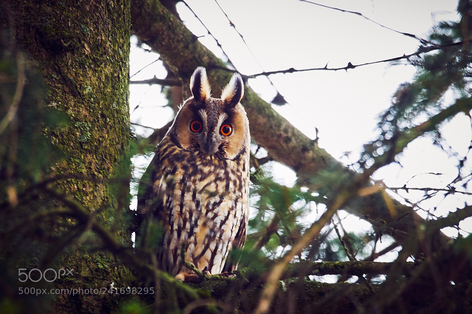 Olympus OM-D E-M1 sample photo. Waldohreule photography