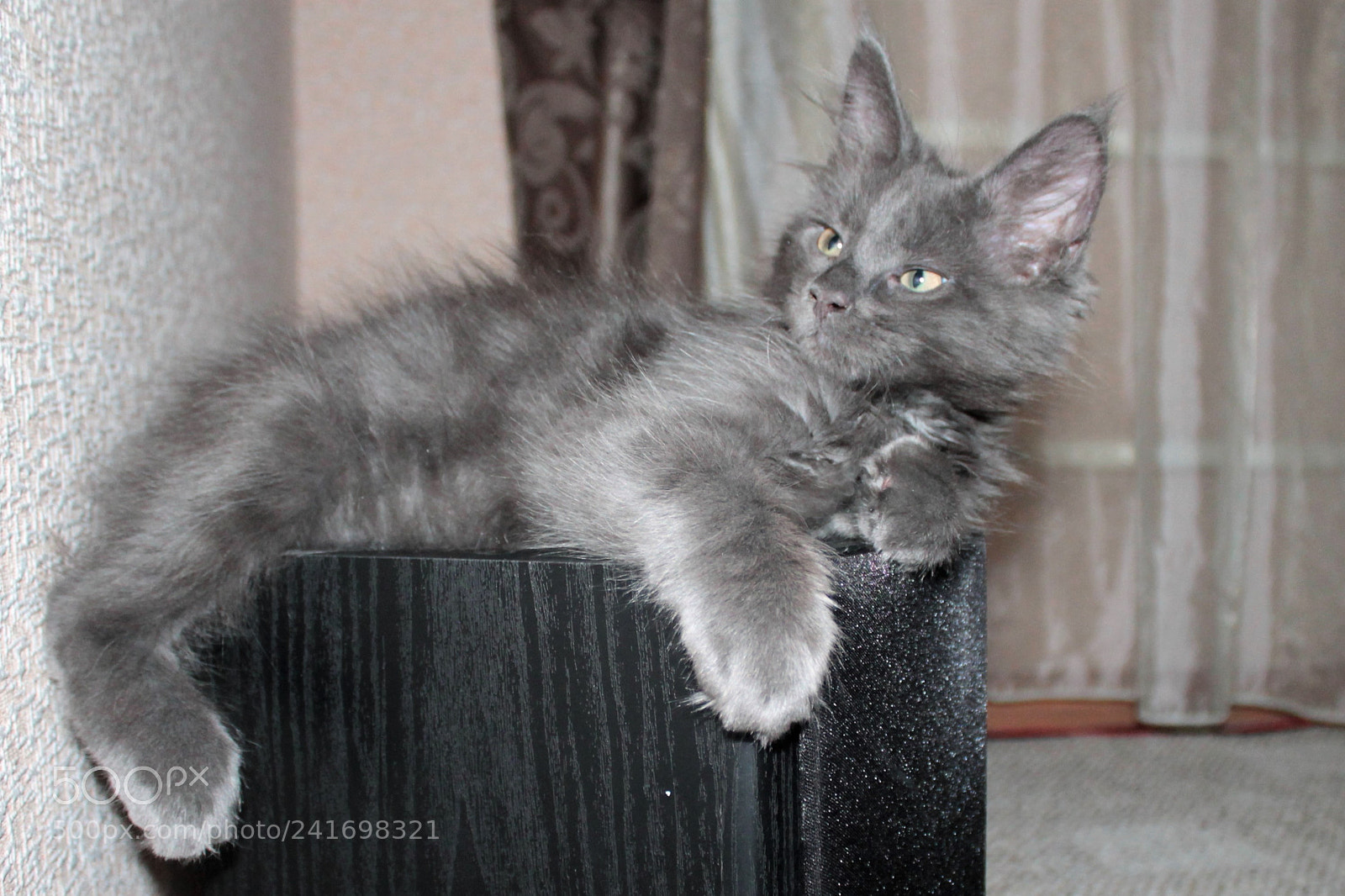 Canon EOS 1100D (EOS Rebel T3 / EOS Kiss X50) sample photo. Small kitten oscar photography