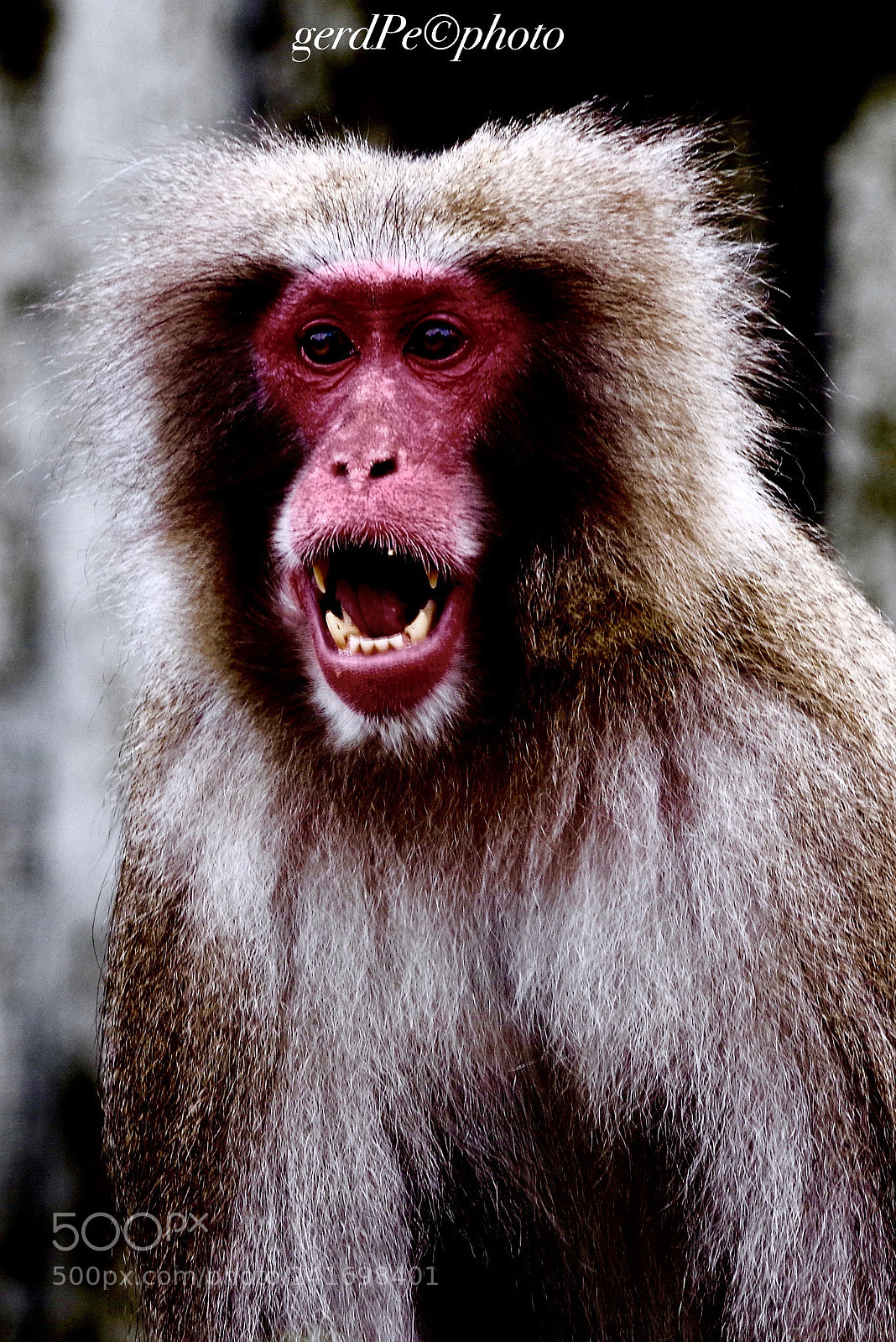 Pentax K-1 sample photo. Brave baboon photography