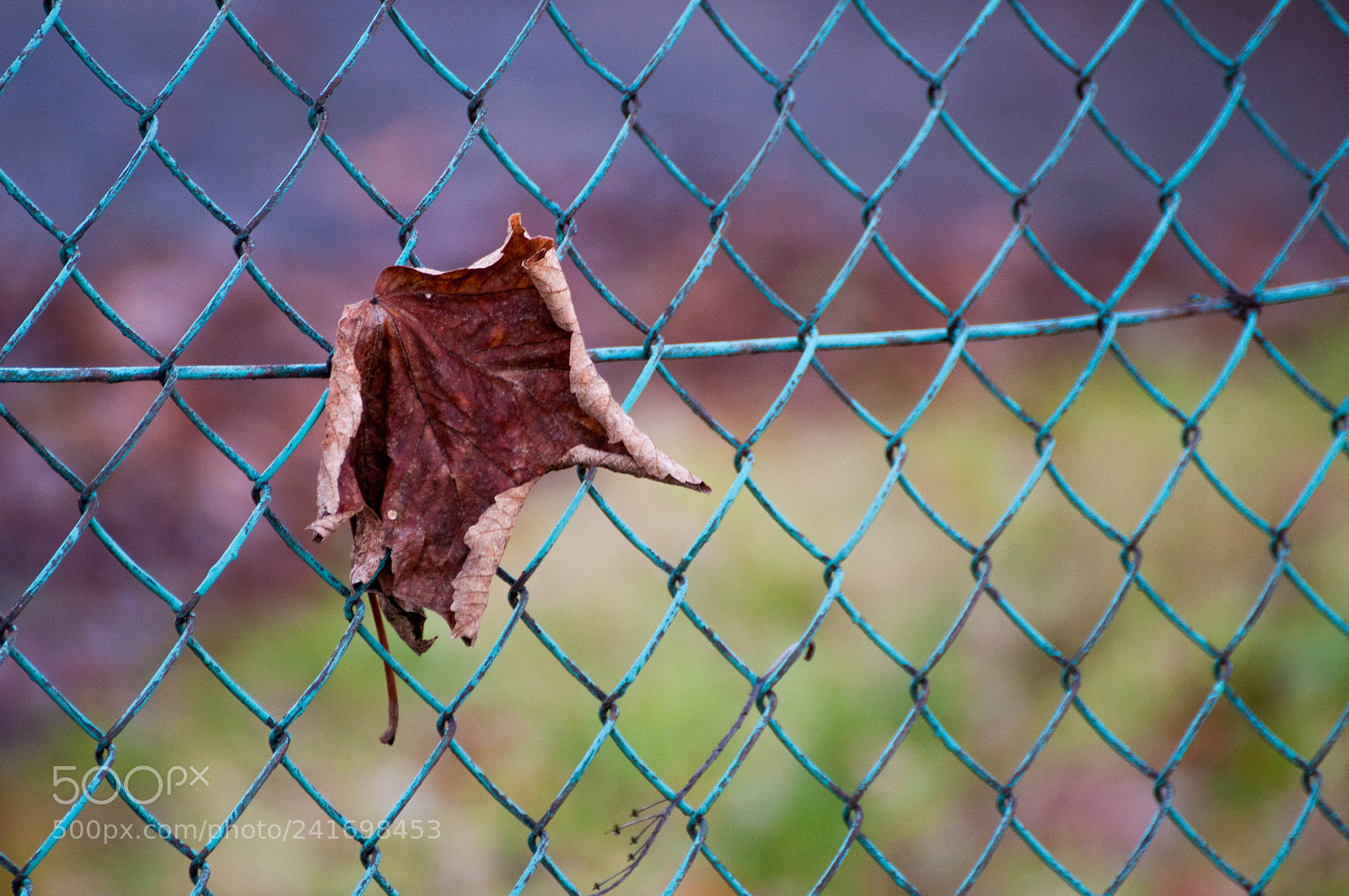 Nikon D90 sample photo. 7/365/2018 photography