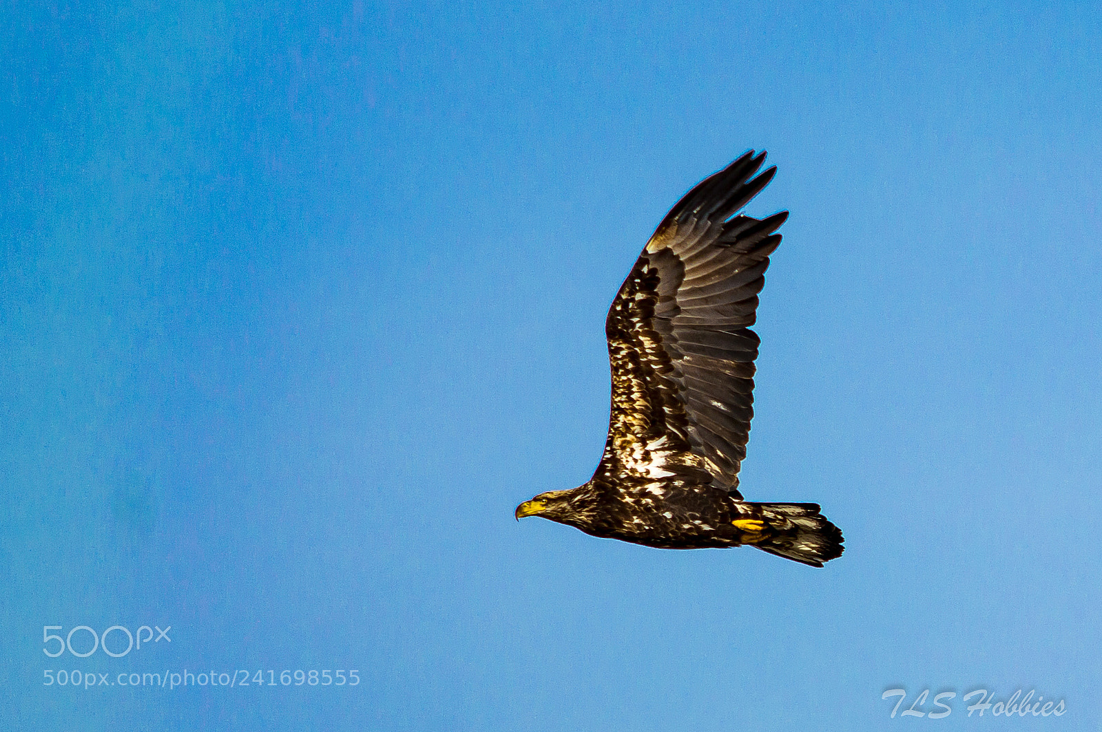 Nikon D3200 sample photo. A young bald eagle photography