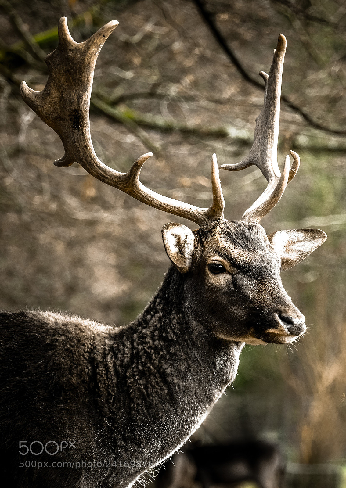 Fujifilm X-T20 sample photo. Deer portrait photography