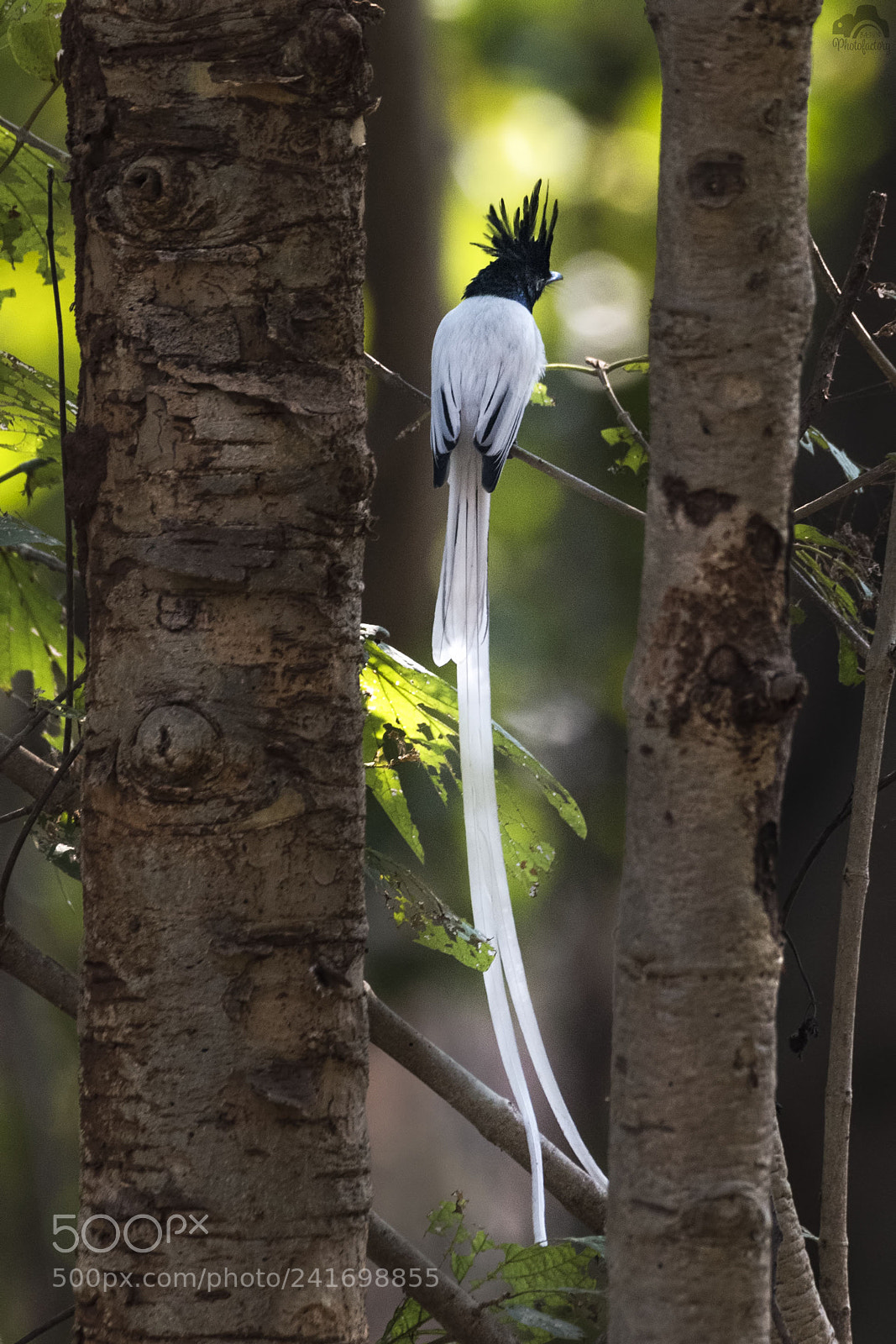 Nikon D810 sample photo. Got framed in nature's photography