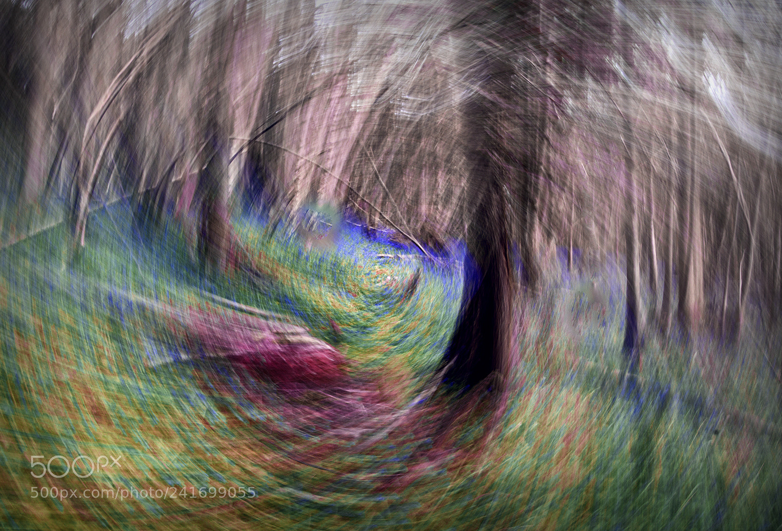Sony SLT-A77 sample photo. Bluebell wood impressions photography