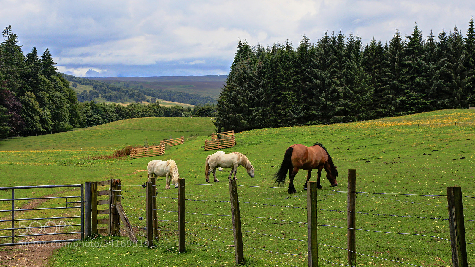 Canon EOS 6D + Canon EF 24-105mm F4L IS USM sample photo. Scotland photography
