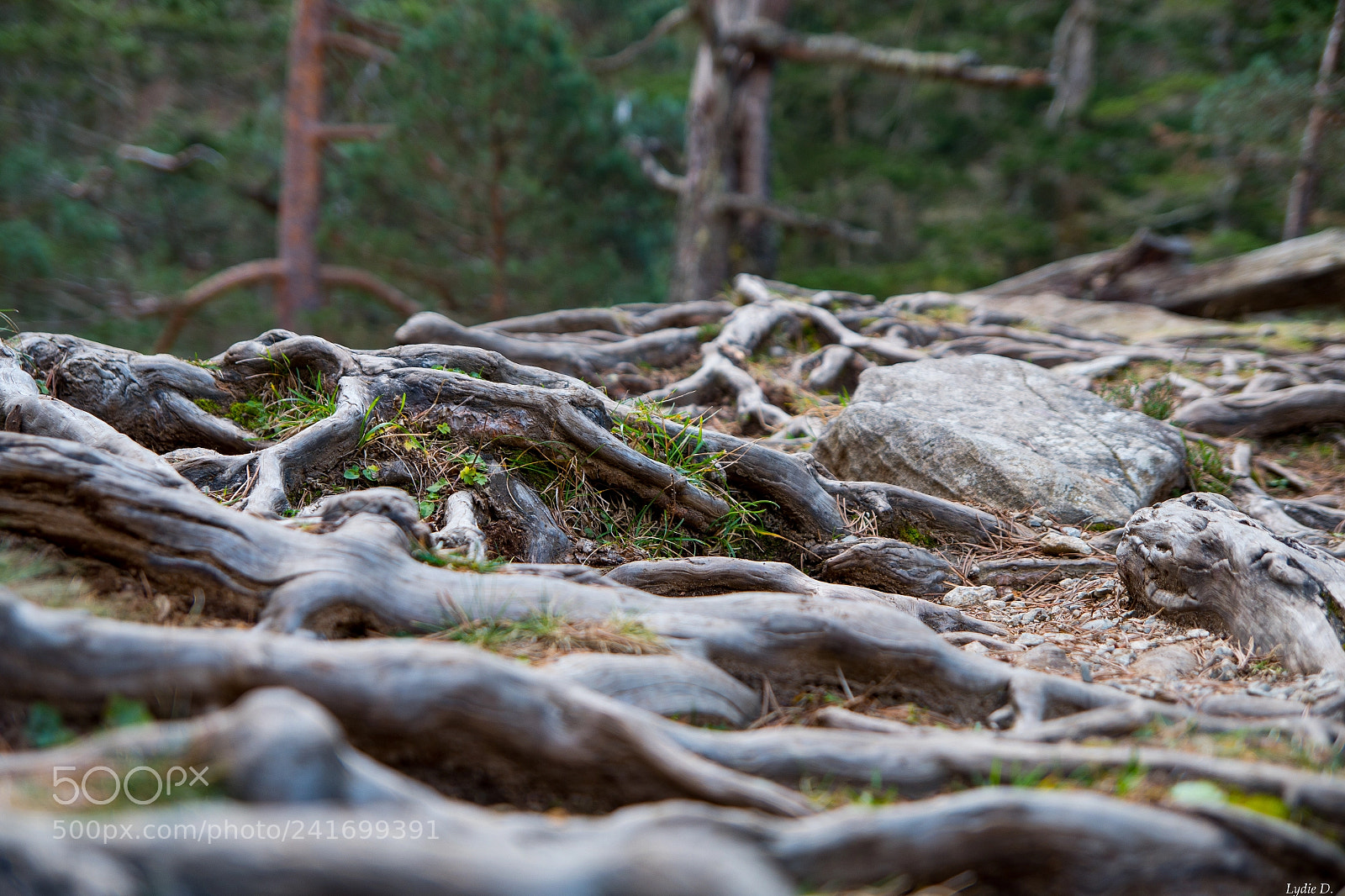 Pentax K-S2 sample photo. Des racines et des photography