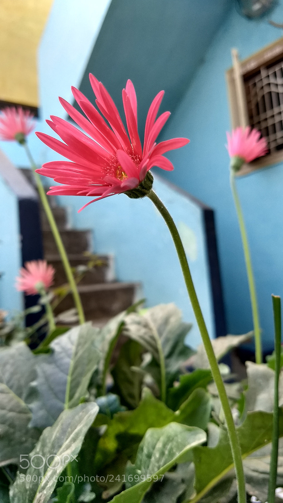 Motorola Moto G (5) Plus sample photo. Untitled photography