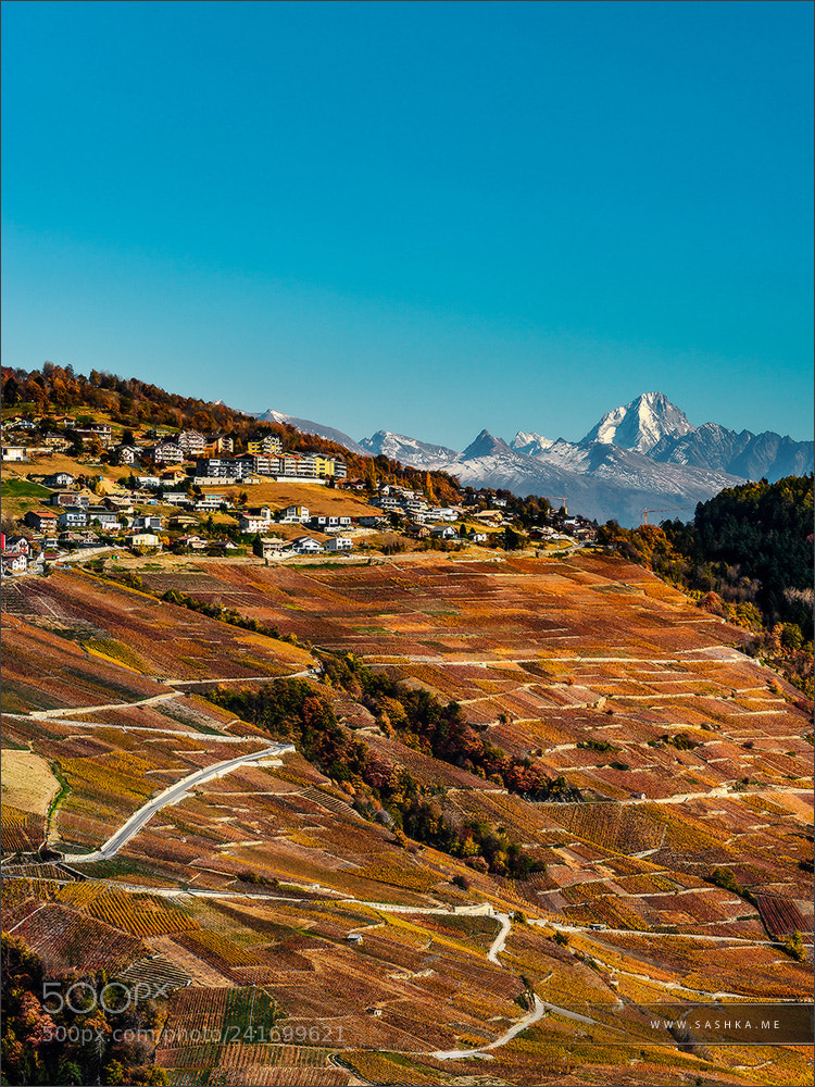 Sony Alpha a99 sample photo. Rusty colored autumnal vineards photography
